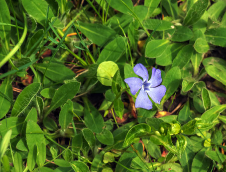 Lesser Periwinkle Variegata. Latin name Vinca minor Variegata.の写真素材
