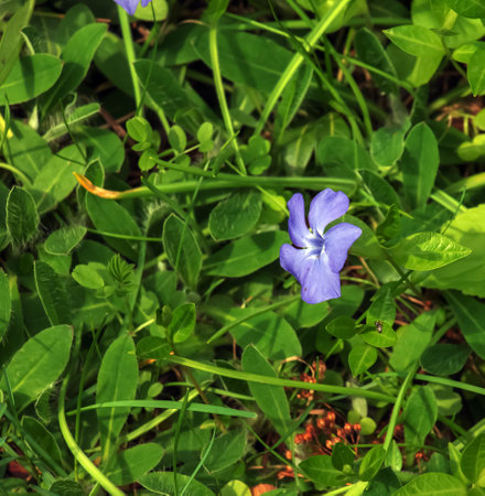Lesser Periwinkle Variegata. Latin name Vinca minor Variegata.の写真素材