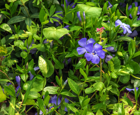 Lesser Periwinkle Variegata. Latin name Vinca minor Variegata.の写真素材