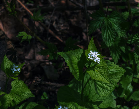 White flowers of Alliaria petiolata. Alliaria petiolata, or garlic mustard, is a biennial flowering plant in the mustard family.の写真素材