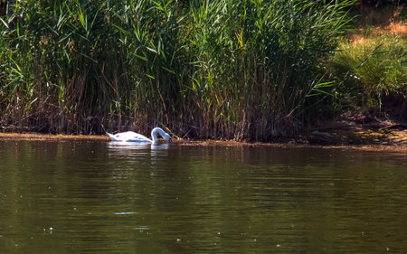 Whooper swan, Cygnus cygnus. Lonely bird on the water. A wild swan swims on the surface of the river.の写真素材