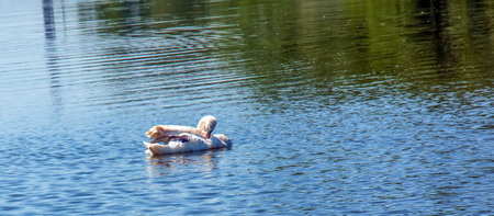 Whooper swan, Cygnus cygnus. Lonely bird on the water. A wild swan swims on the surface of the river.の写真素材