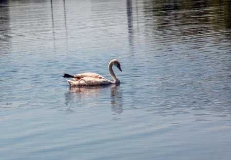 Whooper swan, Cygnus cygnus. Lonely bird on the water. A wild swan swims on the surface of the river.の写真素材