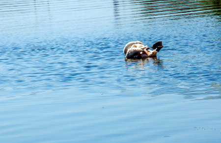 Whooper swan, Cygnus cygnus. Lonely bird on the water. A wild swan swims on the surface of the river.の写真素材
