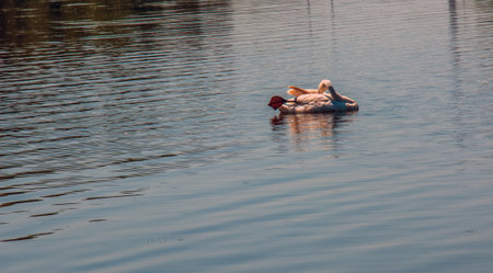 Whooper swan, Cygnus cygnus. Lonely bird on the water. A wild swan swims on the surface of the river.の写真素材