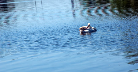 Whooper swan, Cygnus cygnus. Lonely bird on the water. A wild swan swims on the surface of the river.の写真素材