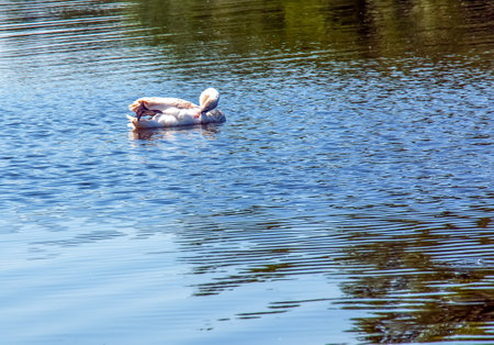 Whooper swan, Cygnus cygnus. Lonely bird on the water. A wild swan swims on the surface of the river.の写真素材