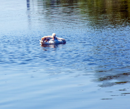Whooper swan, Cygnus cygnus. Lonely bird on the water. A wild swan swims on the surface of the river.の写真素材