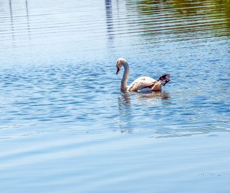 Whooper swan, Cygnus cygnus. Lonely bird on the water. A wild swan swims on the surface of the river.の写真素材