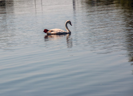 Whooper swan, Cygnus cygnus. Lonely bird on the water. A wild swan swims on the surface of the river.の写真素材