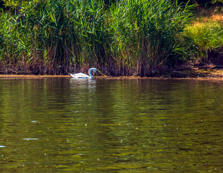 Whooper swan, Cygnus cygnus. Lonely bird on the water. A wild swan swims on the surface of the river.の写真素材