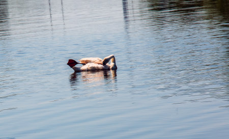Whooper swan, Cygnus cygnus. Lonely bird on the water. A wild swan swims on the surface of the river.の写真素材