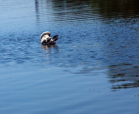 Whooper swan, Cygnus cygnus. Lonely bird on the water. A wild swan swims on the surface of the river.の写真素材