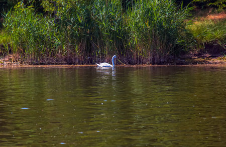 Whooper swan, Cygnus cygnus. Lonely bird on the water. A wild swan swims on the surface of the river.の写真素材