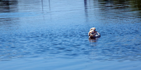 Whooper swan, Cygnus cygnus. Lonely bird on the water. A wild swan swims on the surface of the river.の写真素材