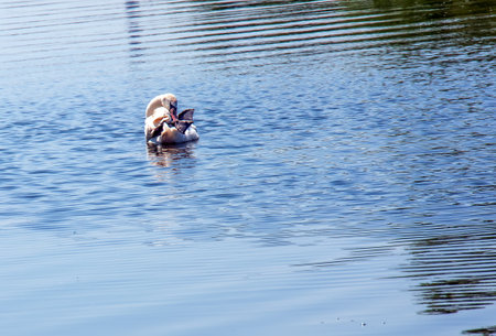 Whooper swan, Cygnus cygnus. Lonely bird on the water. A wild swan swims on the surface of the river.の写真素材