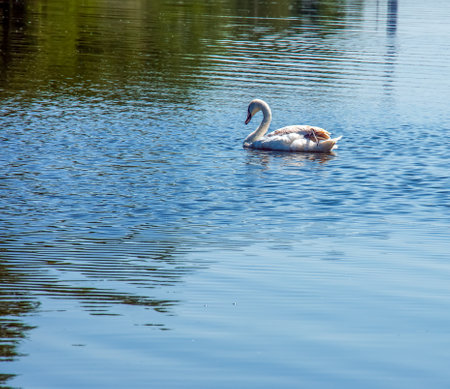 Whooper swan, Cygnus cygnus. Lonely bird on the water. A wild swan swims on the surface of the river.の写真素材