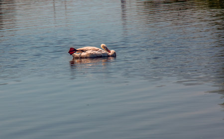 Whooper swan, Cygnus cygnus. Lonely bird on the water. A wild swan swims on the surface of the river.の写真素材
