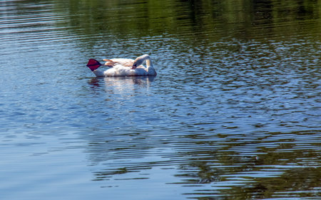 Whooper swan, Cygnus cygnus. Lonely bird on the water. A wild swan swims on the surface of the river.の写真素材