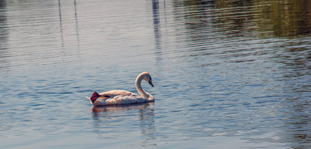 Whooper swan, Cygnus cygnus. Lonely bird on the water. A wild swan swims on the surface of the river.の写真素材