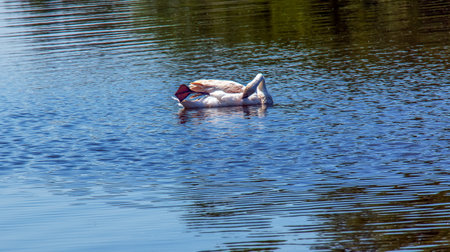 Whooper swan, Cygnus cygnus. Lonely bird on the water. A wild swan swims on the surface of the river.の写真素材