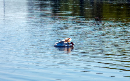 Whooper swan, Cygnus cygnus. Lonely bird on the water. A wild swan swims on the surface of the river.の写真素材