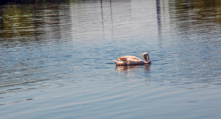 Whooper swan, Cygnus cygnus. Lonely bird on the water. A wild swan swims on the surface of the river.の写真素材