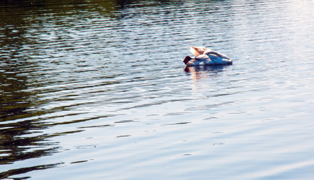 Whooper swan, Cygnus cygnus. Lonely bird on the water. A wild swan swims on the surface of the river.の写真素材