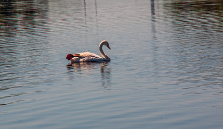 Whooper swan, Cygnus cygnus. Lonely bird on the water. A wild swan swims on the surface of the river.の写真素材