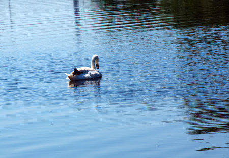 Whooper swan, Cygnus cygnus. Lonely bird on the water. A wild swan swims on the surface of the river.の写真素材