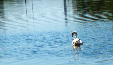 Whooper swan, Cygnus cygnus. Lonely bird on the water. A wild swan swims on the surface of the river.の写真素材