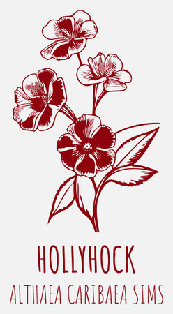 Vector drawings HOLLYHOCK. hand drawn illustration. Latin name ALTHAEA CARIBAEA.のイラスト素材
