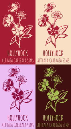 Set of vector drawing of HOLLYHOCK in various colors. hand drawn illustration. Latin name ALTHAEA CARIBAEA.のイラスト素材