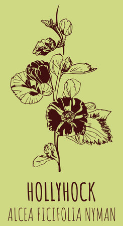Vector drawings HOLLYHOCK. hand drawn illustration. Latin name ALCEA FICIFOLIA.のイラスト素材