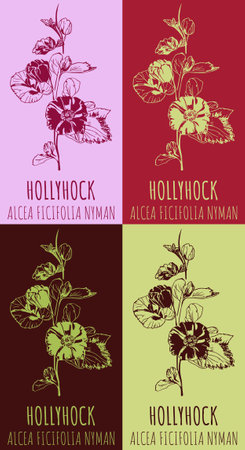 Set of vector drawing of HOLLYHOCK in various colors. hand drawn illustration. Latin name ALCEA FICIFOLIA.のイラスト素材