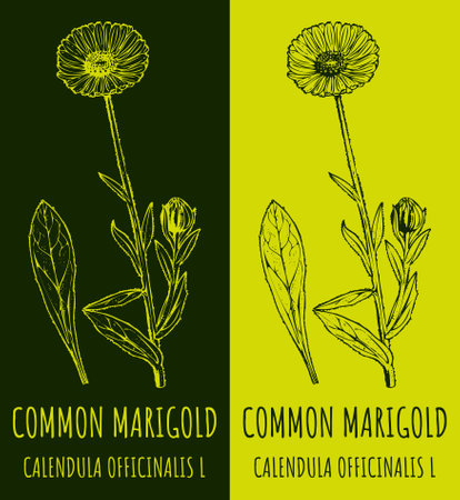 Drawings COMMON MARIGOLD. hand drawn illustration. Latin name CALENDULA OFFICINALIS L.のイラスト素材