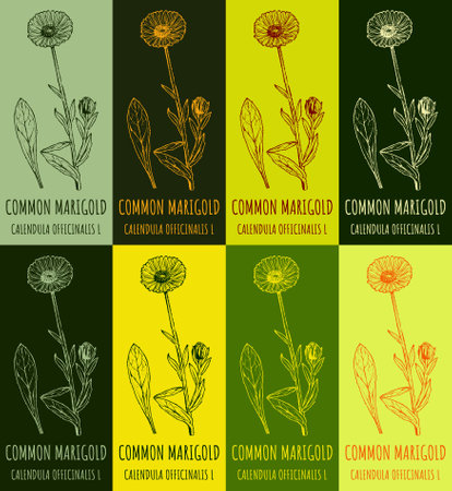 Set of drawing of COMMON MARIGOLD in various colors. hand drawn illustration. Latin name CALENDULA OFFICINALIS L.のイラスト素材