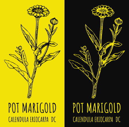 Drawings COMMON MARIGOLD. hand drawn illustration. Latin name CALENDULA OFFICINALIS L.のイラスト素材