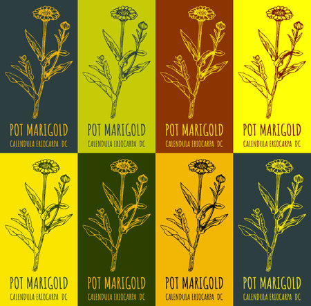 Set of drawing of COMMON MARIGOLD in various colors. hand drawn illustration. Latin name CALENDULA OFFICINALIS L.のイラスト素材