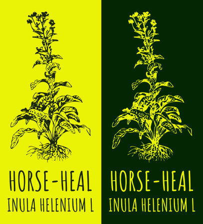 Drawings hand drawn illustration. Latin name Inula helenium L.のイラスト素材