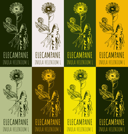 Set of drawing of ELECAMPANE in various colors. hand drawn illustration. Latin name Inula helenium L.のイラスト素材