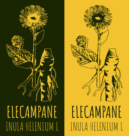 Drawings hand drawn illustration. Latin name Inula helenium L.のイラスト素材