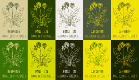 Set of drawing of COMMON DANDELION in various colors. hand drawn illustration. Latin name LEONTODON TARAXACUM L.のイラスト素材