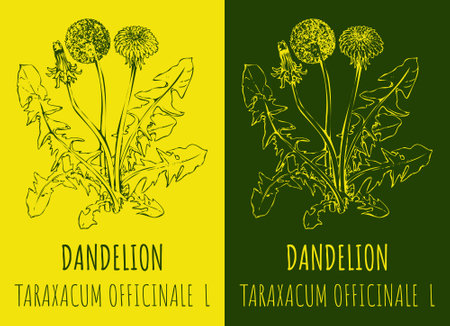 Drawings COMMON DANDELION. hand drawn illustration. Latin name LEONTODON TARAXACUM L.のイラスト素材