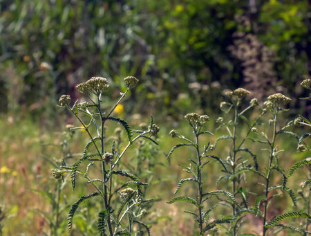Achillea collina. White common yarrow in a meadow flowering.の写真素材