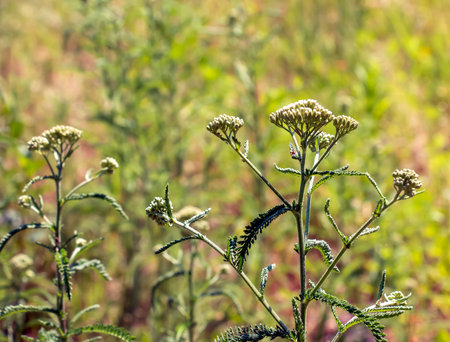 Achillea collina. White common yarrow in a meadow flowering.の写真素材