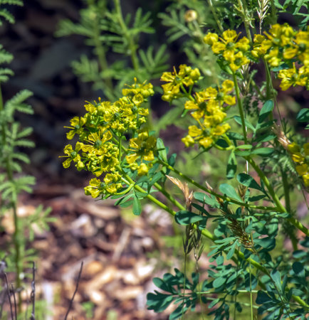 Ruta graveolens, commonly known as the, common rue or herb-of-grace, is a species of Ruta grown as an ornamental plant and herb. It is also cultivated as a medicinal herb, as a condiment.の写真素材