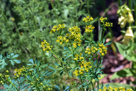 Ruta graveolens, commonly known as the, common rue or herb-of-grace, is a species of Ruta grown as an ornamental plant and herb. It is also cultivated as a medicinal herb, as a condiment.の写真素材