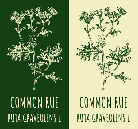 Drawings COMMON RUE. hand drawn illustration. Latin name RUTA GRAVEOLENS L.のイラスト素材