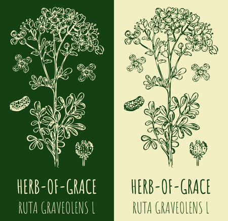 Drawings COMMON RUE. hand drawn illustration. Latin name RUTA GRAVEOLENS L.のイラスト素材